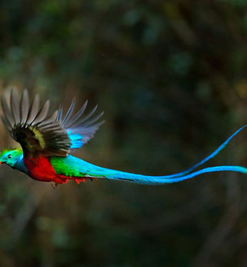 Honduran rainforest birds