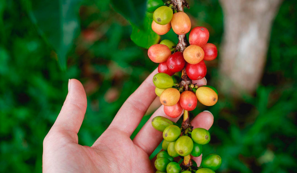Your coffee's origin story - How coffee is processed